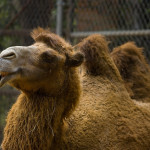 Egypt Scams: Never Ride A Random Man’s Camel