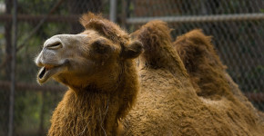 camel egypt scams